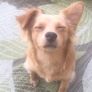 Meet your Posher, Dawn